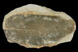 Fossil Macroneuropteris Seed Fern (Pos/Neg) - Mazon Creek #92271-1